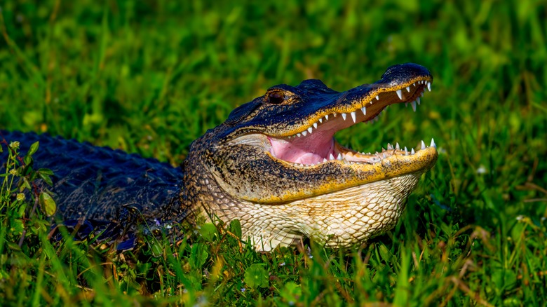American alligator is basking in the sun and showing its teeth
