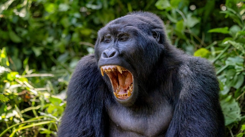 A gorilla sitting with its mouth open in the foliage
