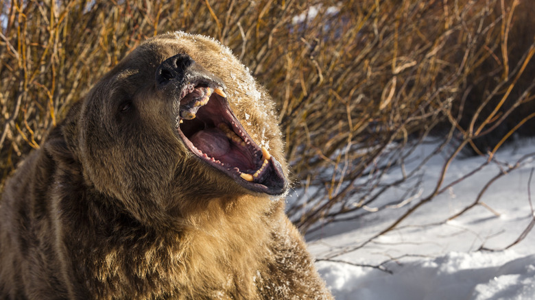 Grizzly bear is showing its teeth at the camera