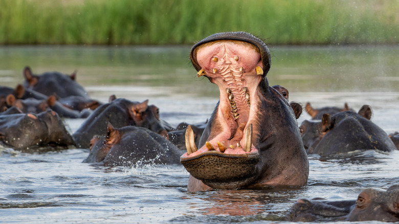 A hippopotamus is opening its mouth in water