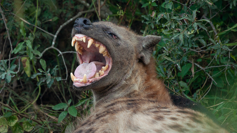 A hyena is showing its teeth