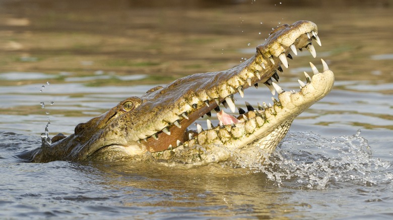 American crocodile is showing its sharp teeth