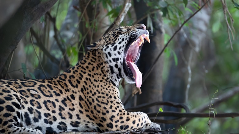 A jaguar is yawning and exposing its teeth