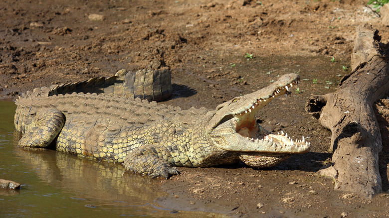 A Nile crocodile is on the shore with its mouth open