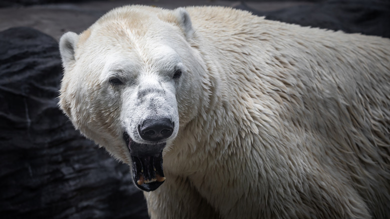 A polar bear is opening its mouth