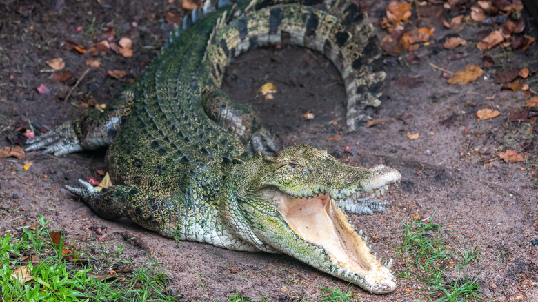 A large saltwater crocodile lying down with its mouth open