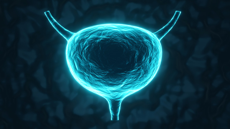 Outline of bladder against dark background