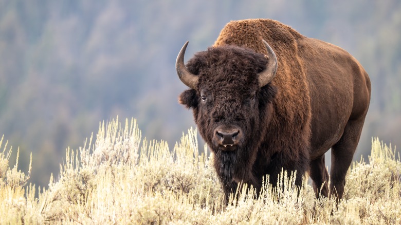 Bison in Yellowstone National Park