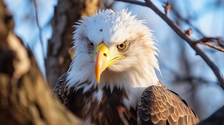 Bald eagle sitting on a tree branch