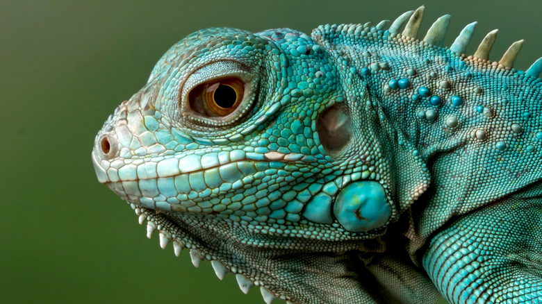 Close up of Grand Cayman blue iguana