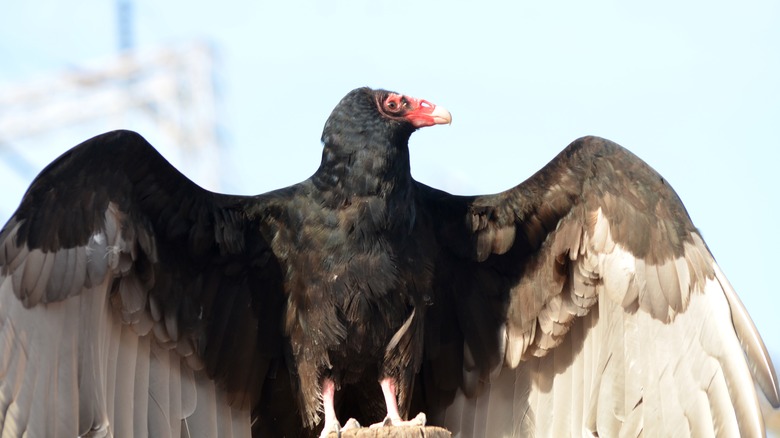 Close up of Californian condor with wings outstretched