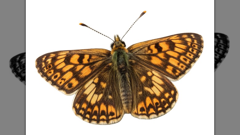 Chequered skipper butterfly on a white background