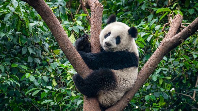 Giant panda sitting in the branches of a tree