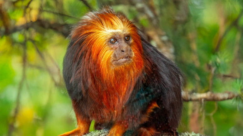 Close up of Golden Lion Tamarins on a branch