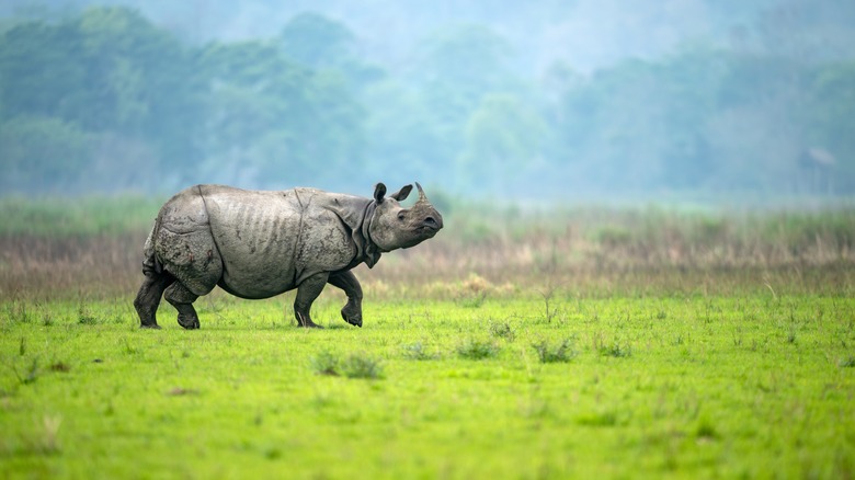 Male Greater one-horned rhino walking