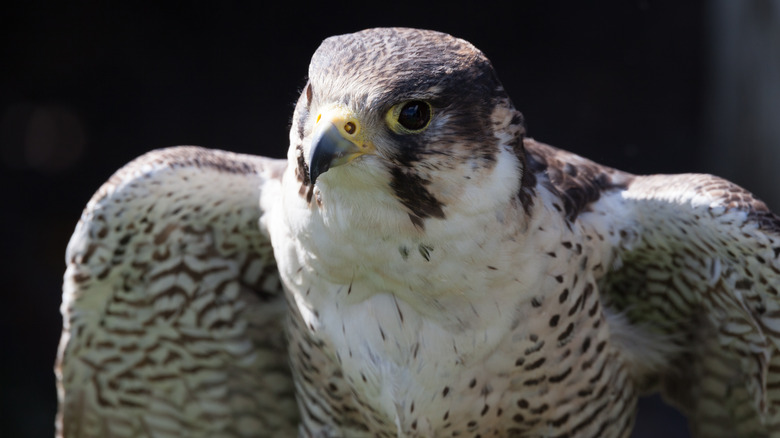 Close up of a Perigrine falcon