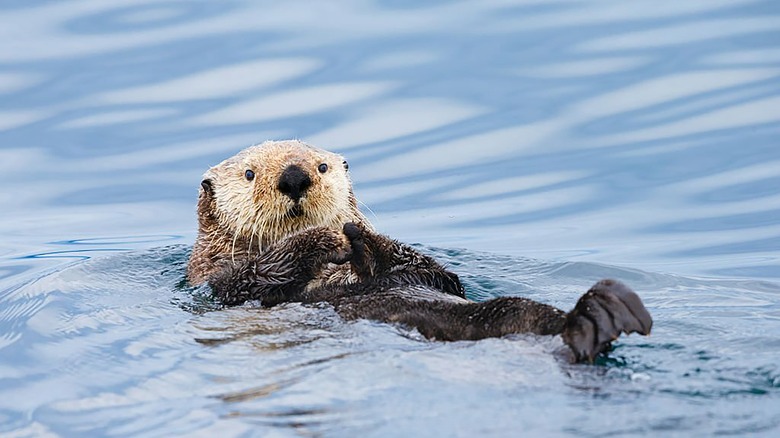 Close up of sea otter swimming on its back
