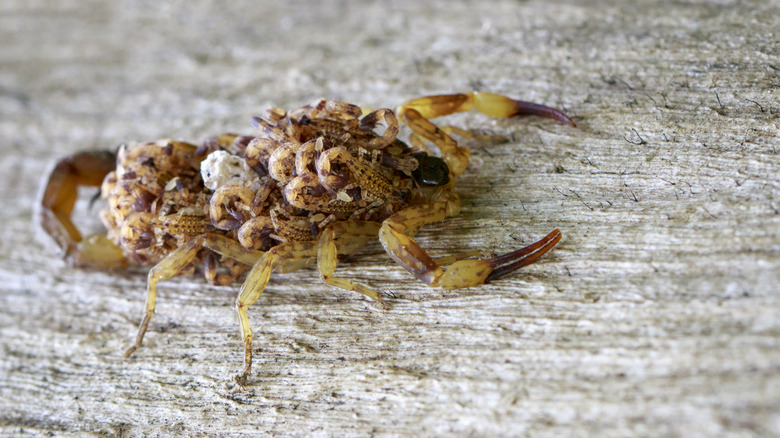 Scorpion carrying its babies on its back
