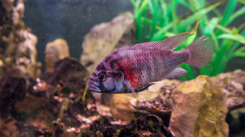 Astatotilapia burtoni fish swimming in water