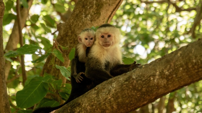 A capuchin monkey sitting in a tree with a baby on its back