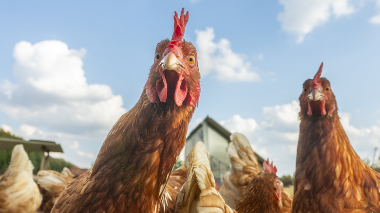 Threatening-looking chickens are looking at the camera