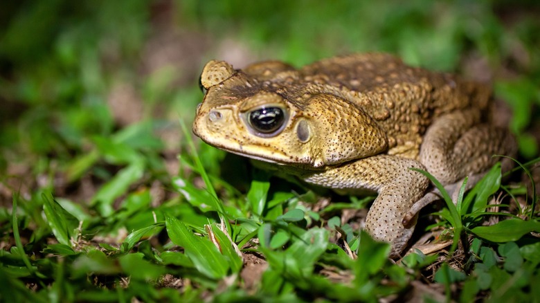 A cane frog is resting on the lawn