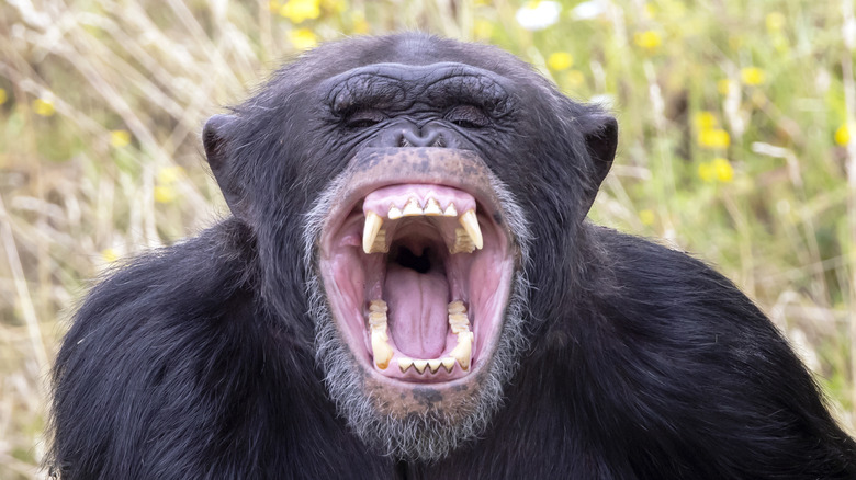 A chimpanzee is showing its teeth