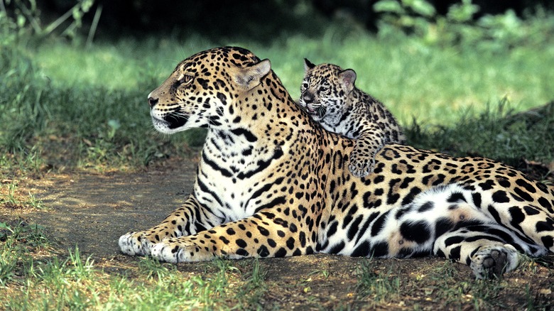 A jaguar mom lying on the ground with its cub on its back