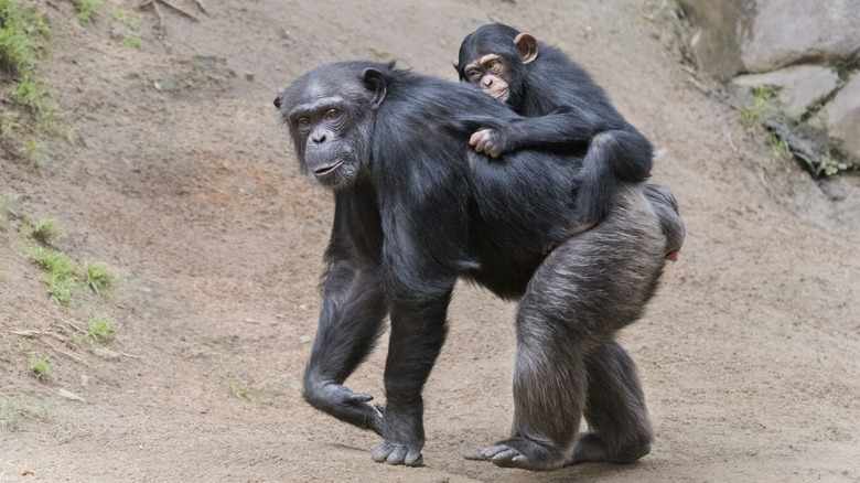 A young chimpanzee is riding its mother