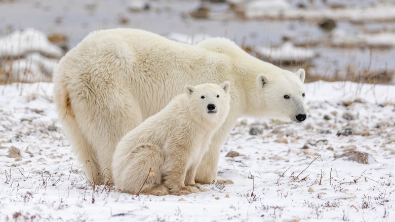 A polar bear and a cub are hanging out on snowy terrain