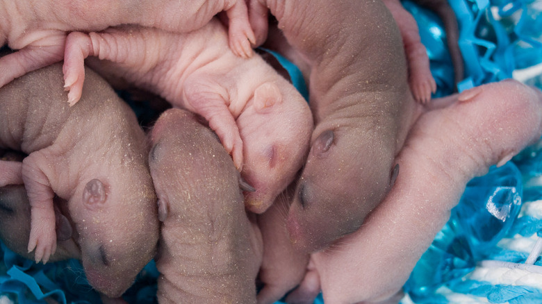 Newborn rats are sleeping