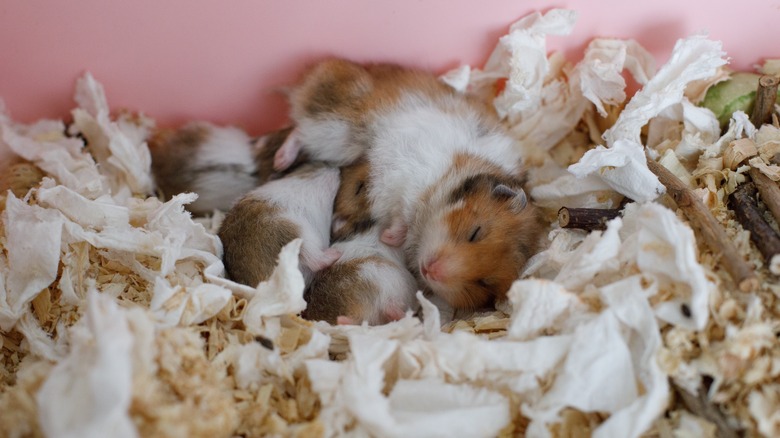 A hamster mother and its baby are in a nest