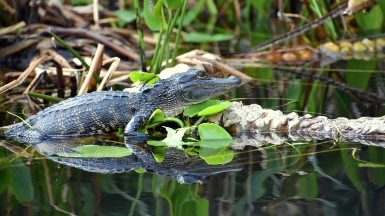 Young alligator is resting on a log