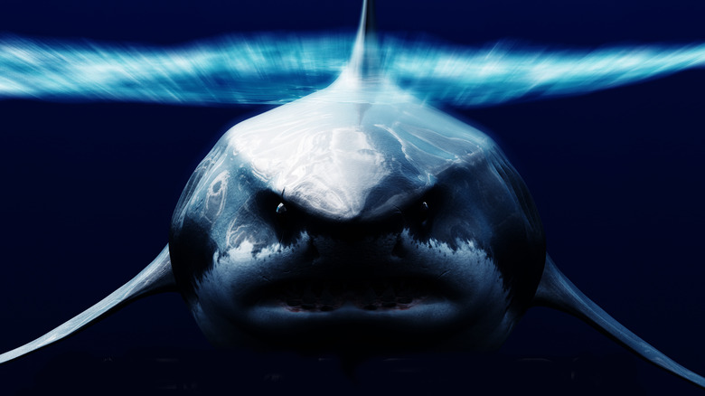 Front shot of megalodon swimming in dark water