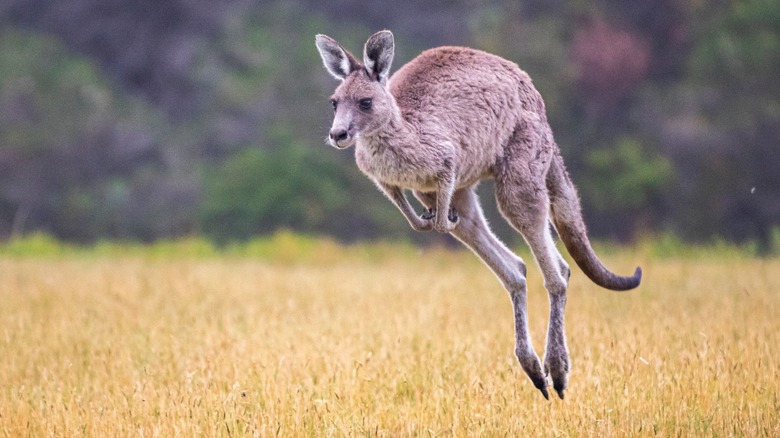 Kangaroo jumping in Australian outback.