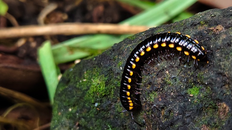 Black millipede with yellow spots