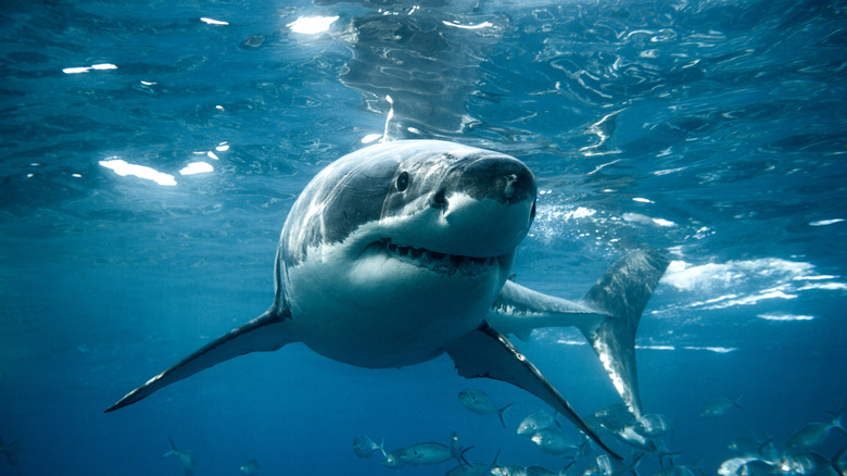 Close up of great white shark