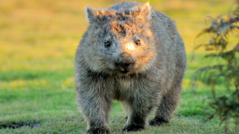 A wombat walking on short grass