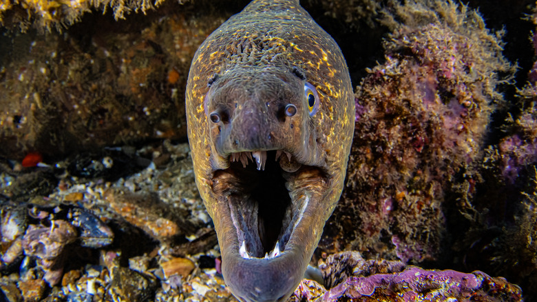 13 Different Species Of Fish With Terrifyingly Sharp Teeth