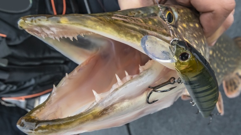 13 Different Species Of Fish With Terrifyingly Sharp Teeth 13 Different Species Of Fish With Terrifyingly Sharp Teeth