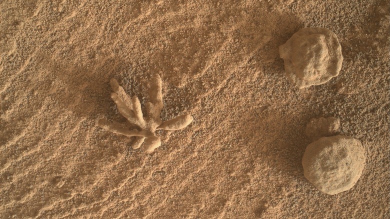 An image from the Mars rover Curiosity showing flower-shaped mineral deposits