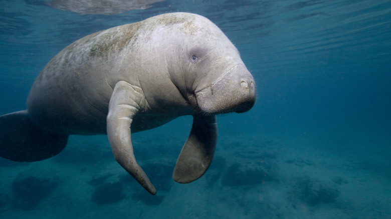 Spectacular Sea Species In The Gulf Of Mexico