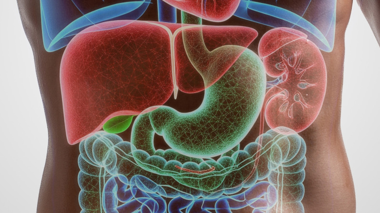 coputer grapic of human digestive system centered on stomach