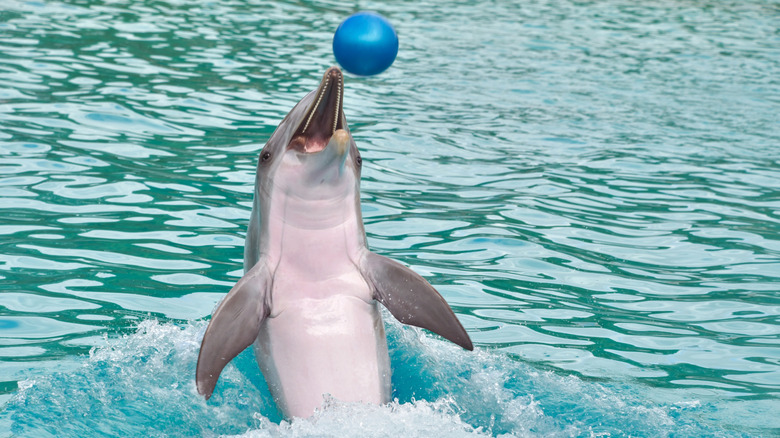 dolphin in water playing with a ball