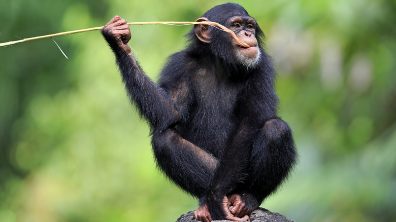 chimpanzee on rock with large stick in mouth