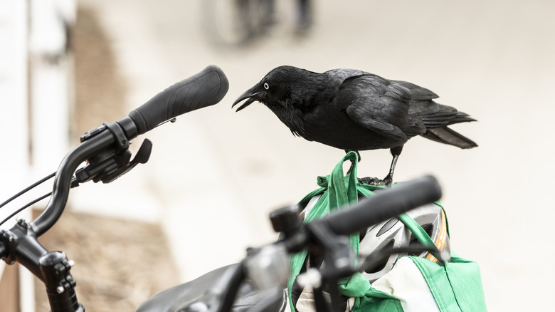 crow perched on a parked bicycle