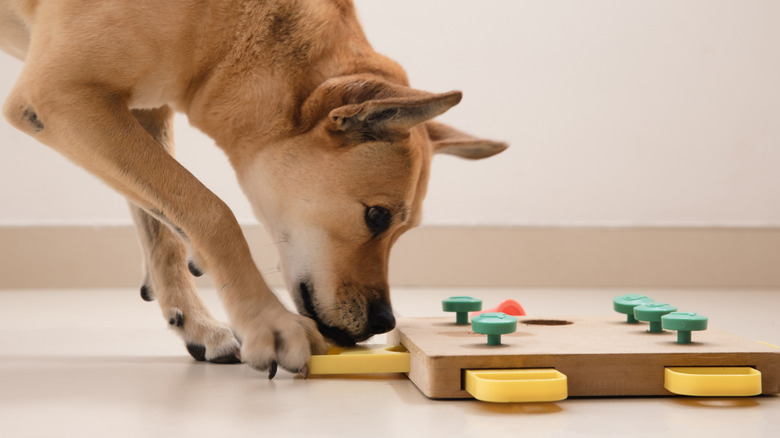 dog searching for snacks