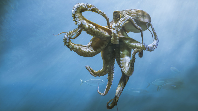 octopus swimming in open water
