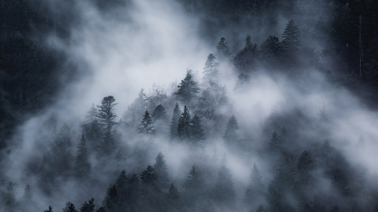 A dark forest covered by a dense fog.