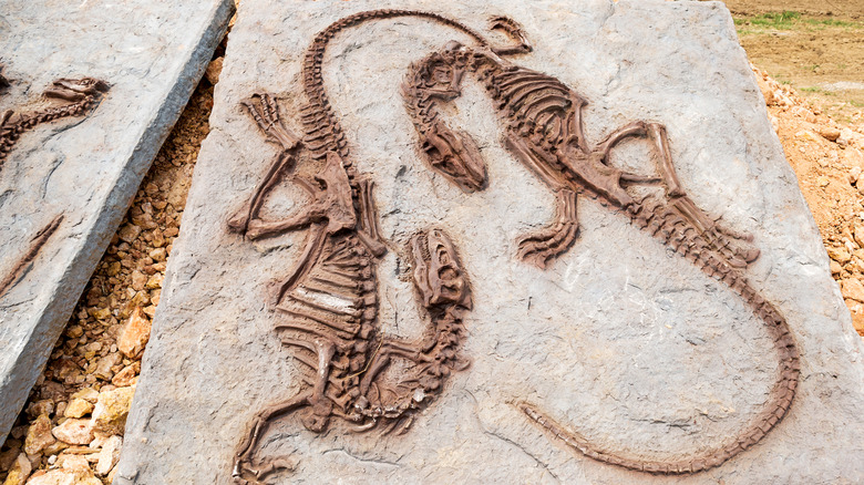A small model dinosaur fossil